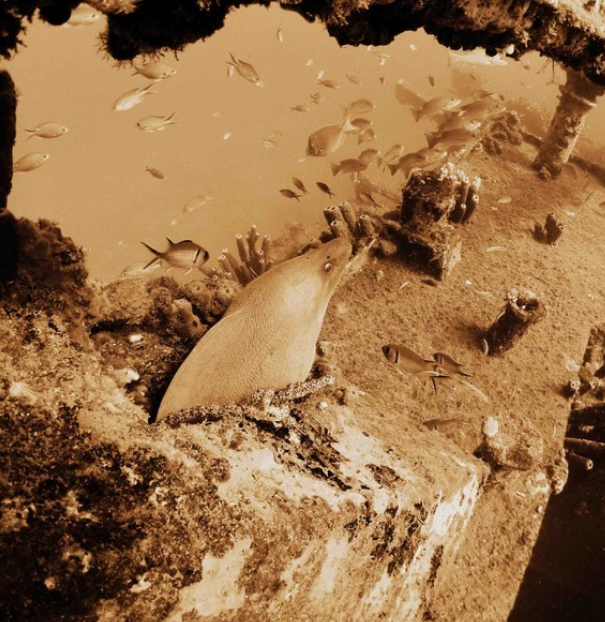 Réserve Cousteau,Bouillante Guadeloupe FWI,97125,Basse-Terre,Guadeloupe