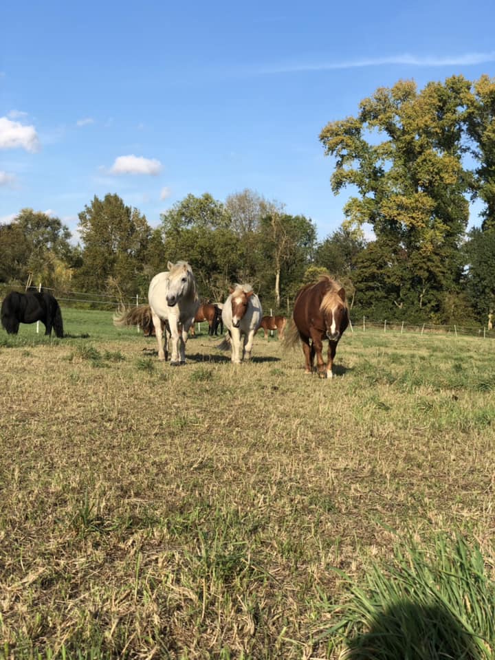 Équitation pour enfants autour du lac du Maine,Angers,49000,Pays de la Loire,France