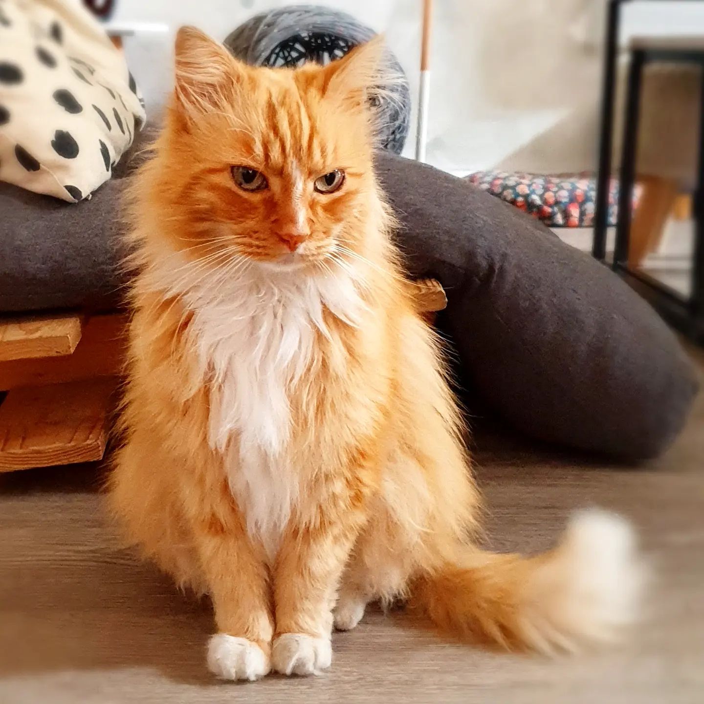 L'instant chat - Café des Chats,Hyères,83400,Provence-Alpes-Côte d'Azur,France