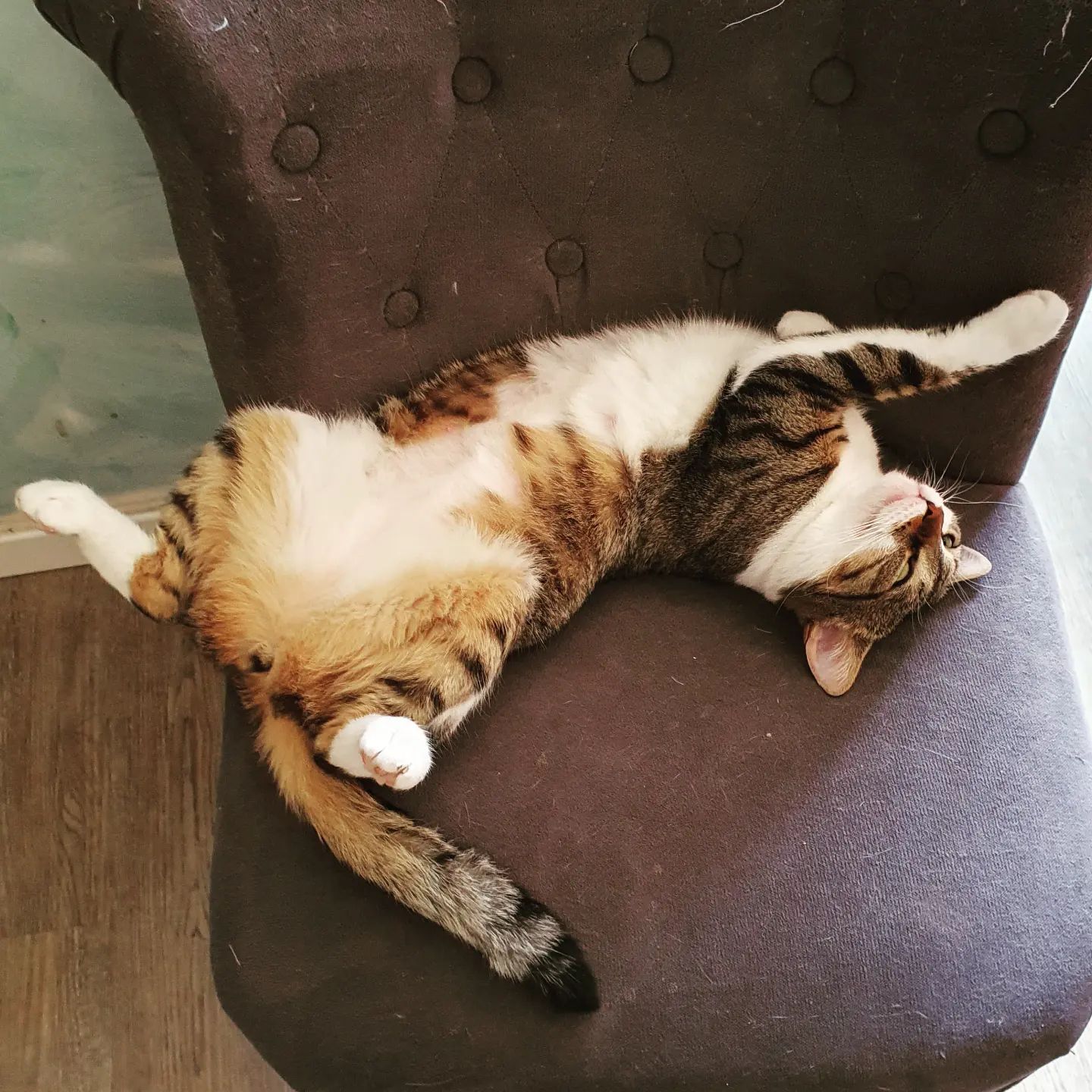 L'instant chat - Café des Chats,Hyères,83400,Provence-Alpes-Côte d'Azur,France
