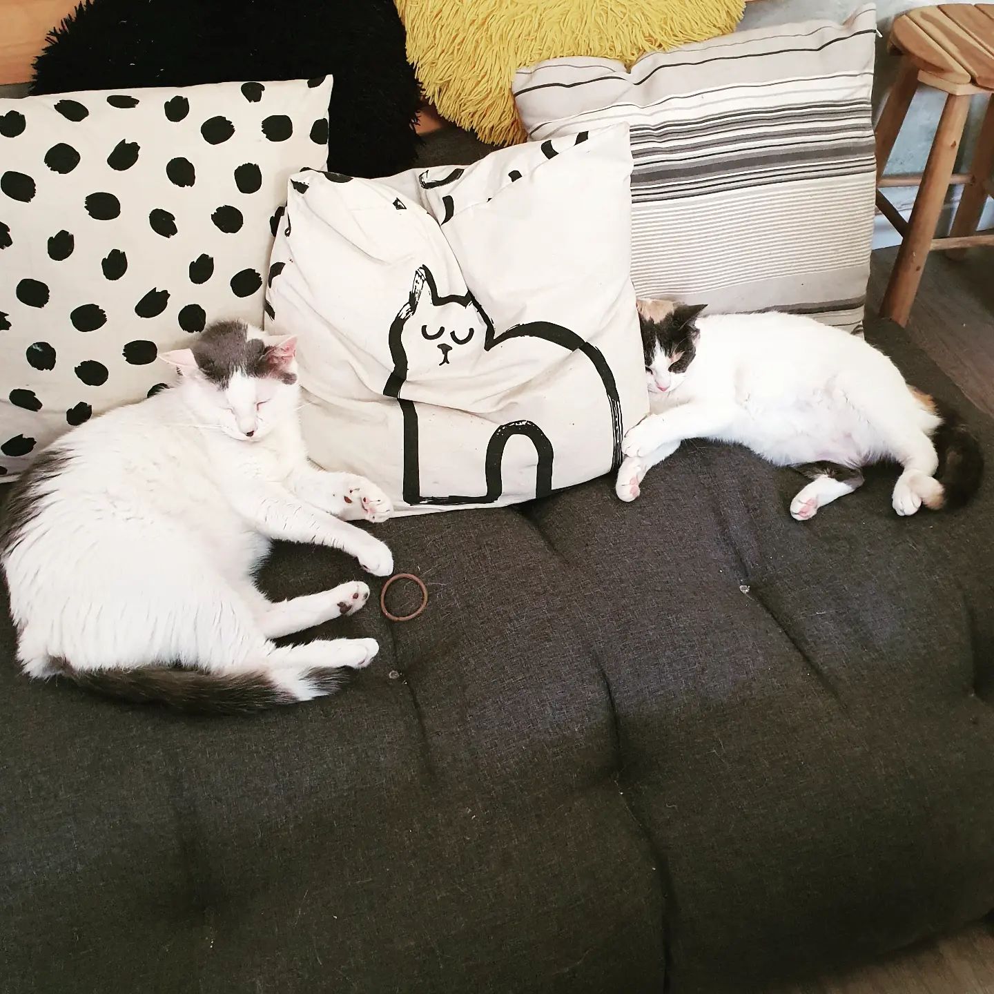 L'instant chat - Café des Chats,Hyères,83400,Provence-Alpes-Côte d'Azur,France
